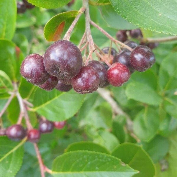 Aronia melanocarpa ফল