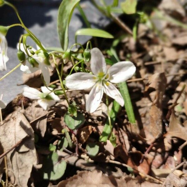 Claytonia virginica 花