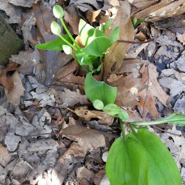 Allium ursinum Folha