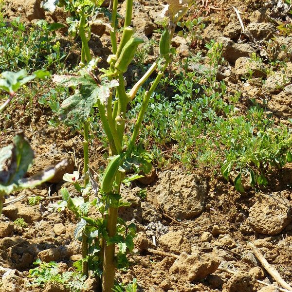 Abelmoschus esculentus Blad