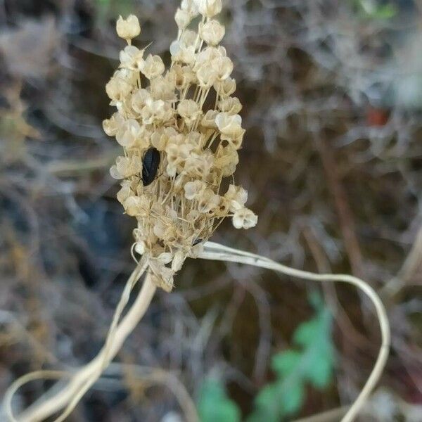 Allium paniculatum 花