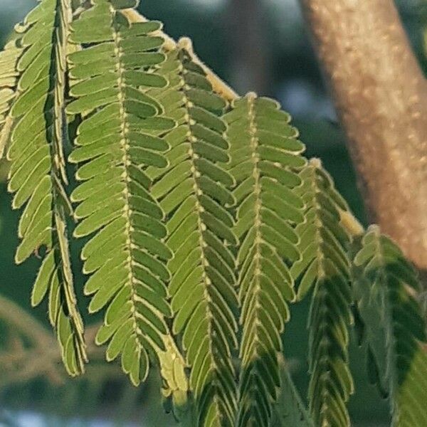 Acacia ataxacantha Feuille