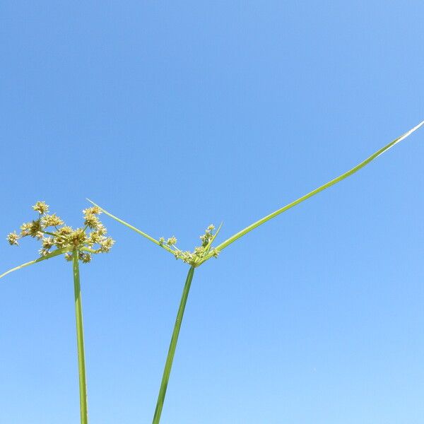 Cyperus difformis ഇല