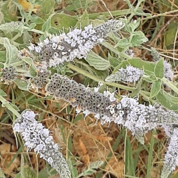 Mentha longifolia Flower