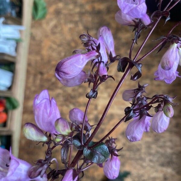 Penstemon digitalis Flor