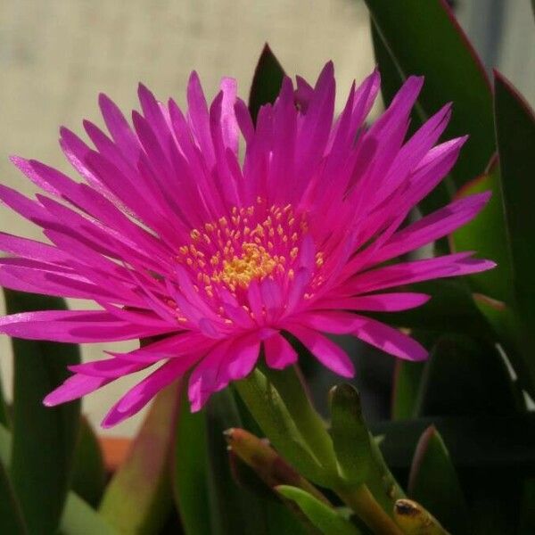 Delosperma cooperi Blüte