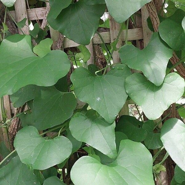 Aristolochia littoralis برگ