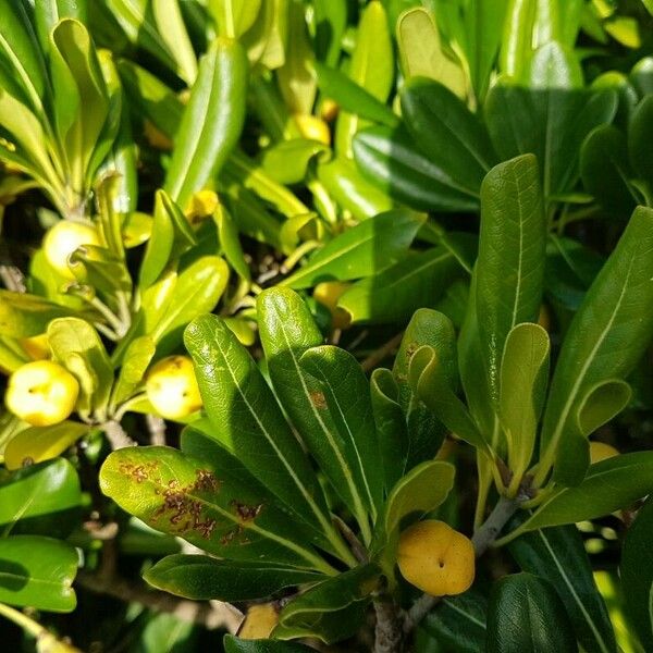 Pittosporum tobira Ffrwyth