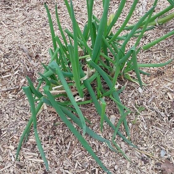 Allium fistulosum 葉