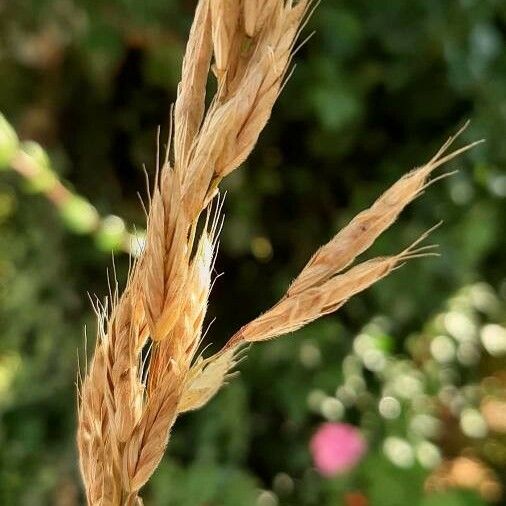 Bromus squarrosus Žiedas