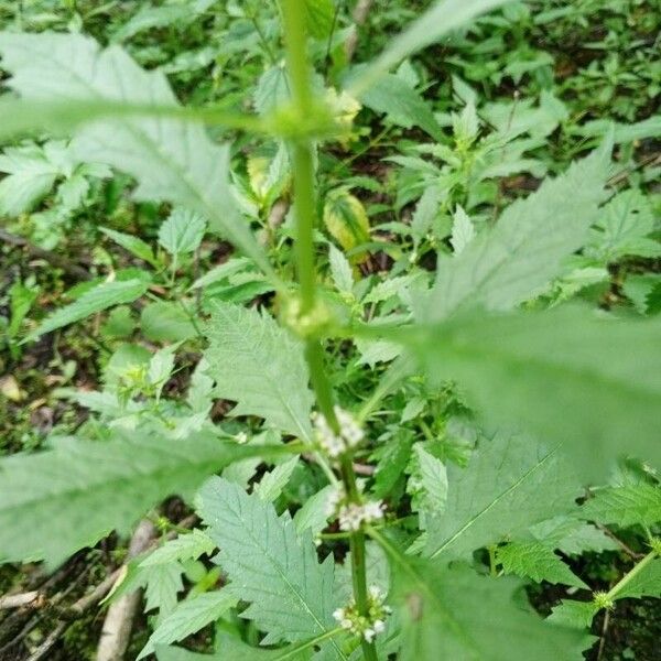 Lycopus europaeus Flower