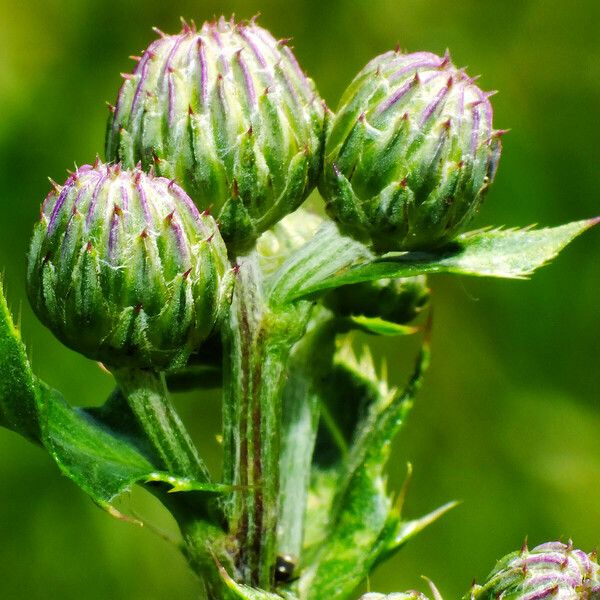 Cirsium arvense Квітка