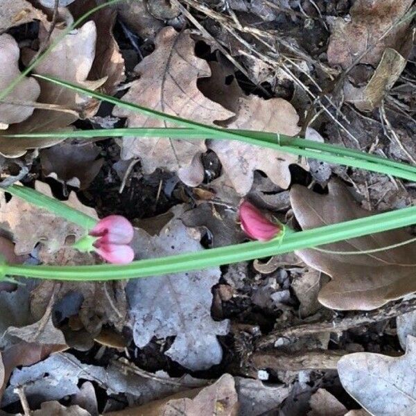 Lathyrus setifolius Blad