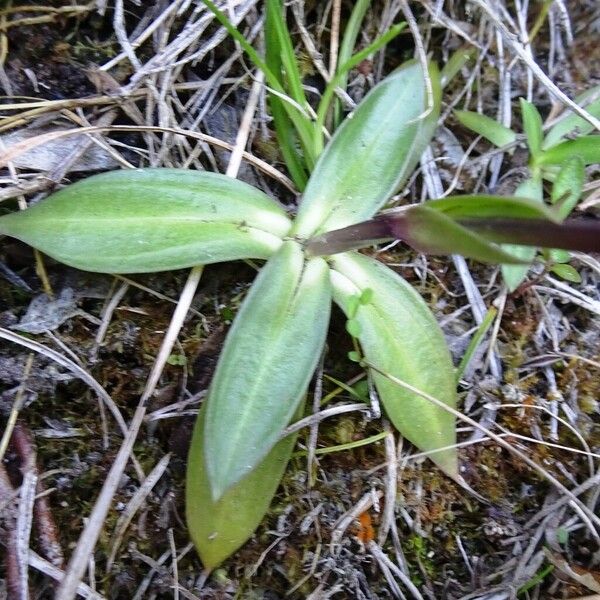 Gentiana clusii Hostoa