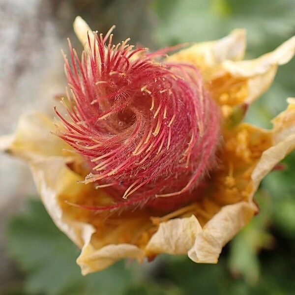 Geum reptans Flor