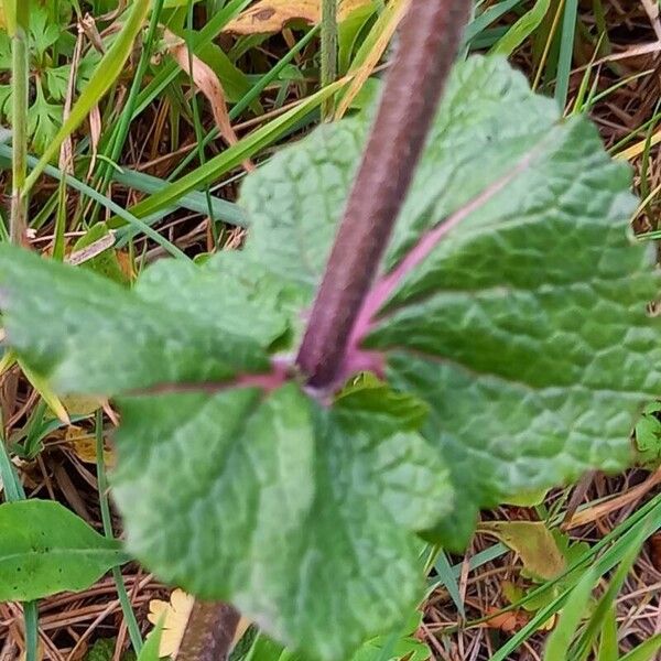 Salvia verbenaca पत्ता