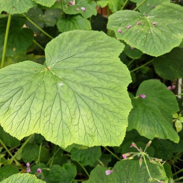 Begonia minor 葉