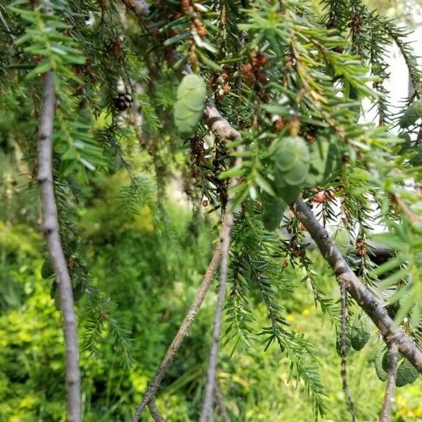 Tsuga canadensis Fruit