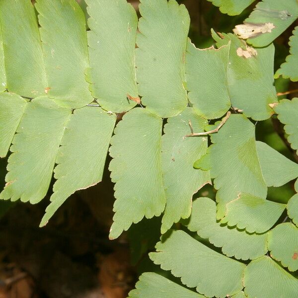 Adiantum philippense Leaf