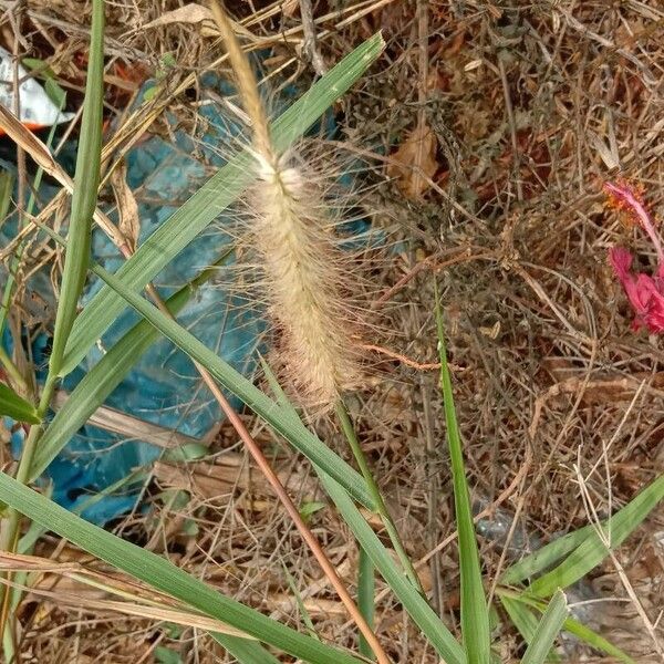 Setaria parviflora ফুল