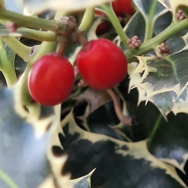 Ilex aquifolium Frucht