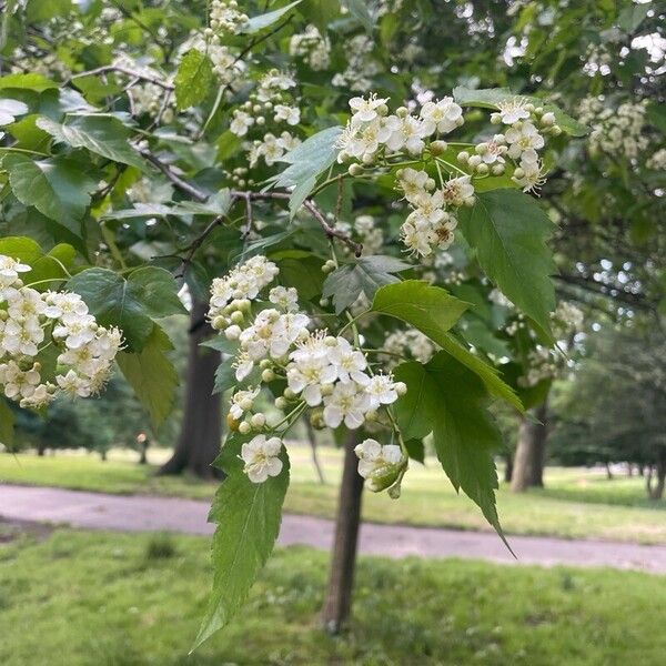 Crataegus phaenopyrum 花