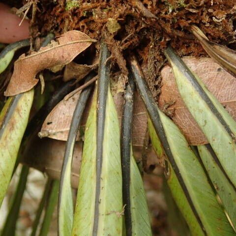 Asplenium africanum その他の提案