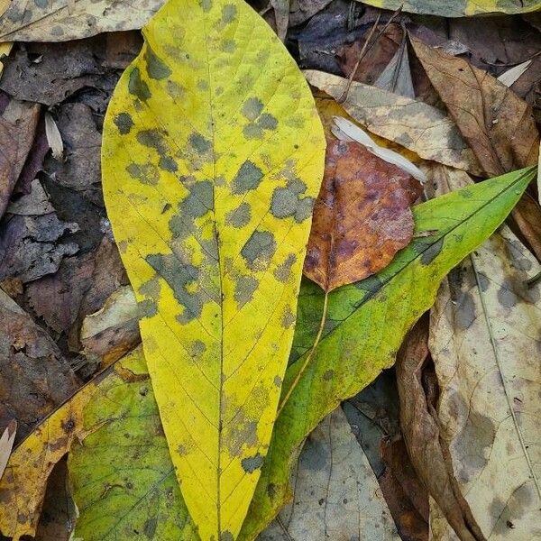 Asimina triloba Lehti