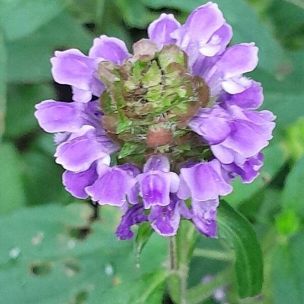 Prunella vulgaris Virág