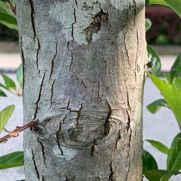 Crataegus crus-galli خشب