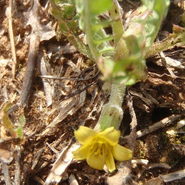 Hyoseris scabra その他の提案