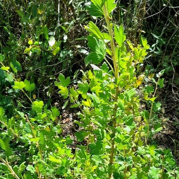 Ribes uva-crispa Habitus