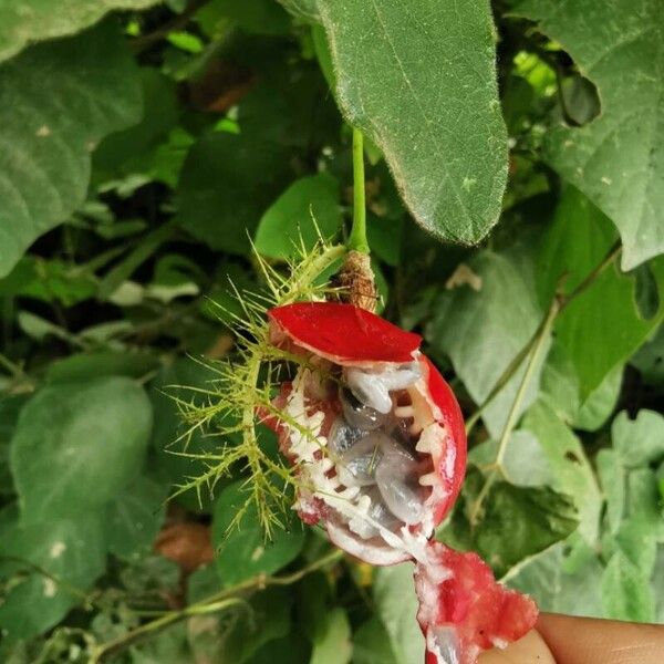 Passiflora foetida Frutto