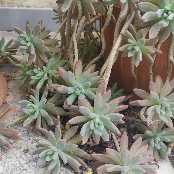 Dudleya greenei Floare