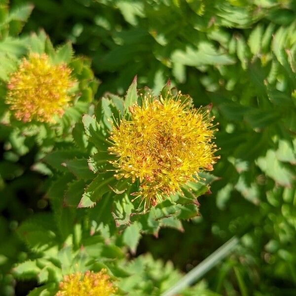 Rhodiola rosea फूल