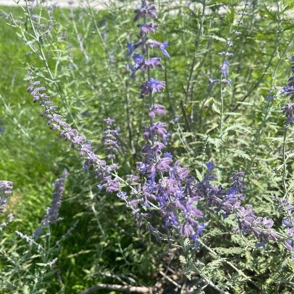 Salvia yangii Floare