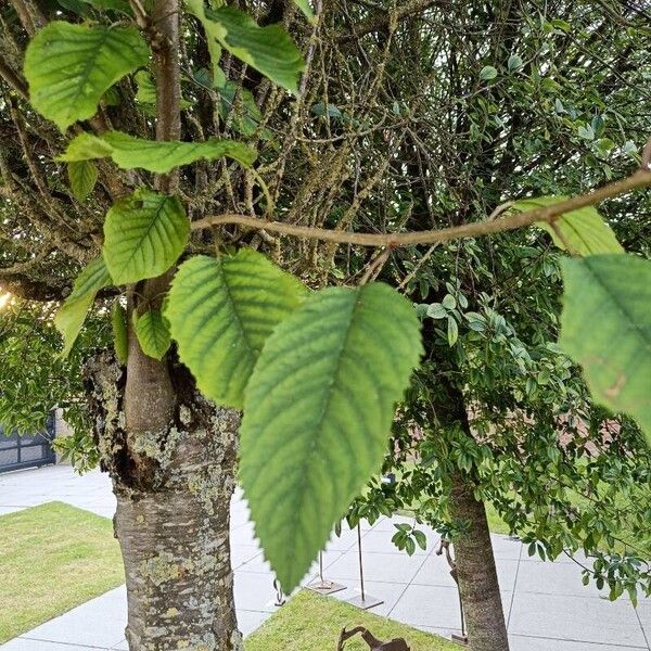 Prunus × yedoensis Leht