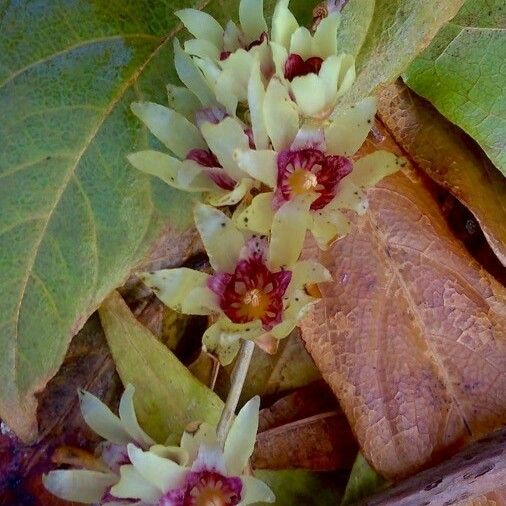 Chimonanthus praecox Flower