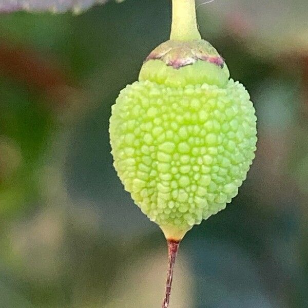 Arbutus andrachne Плід