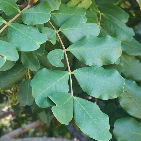 Ceratonia siliqua Leaf