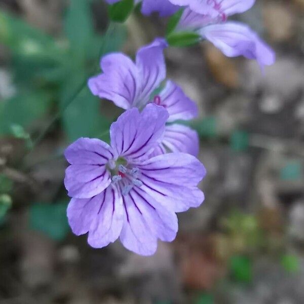 Geranium nodosum Blomst