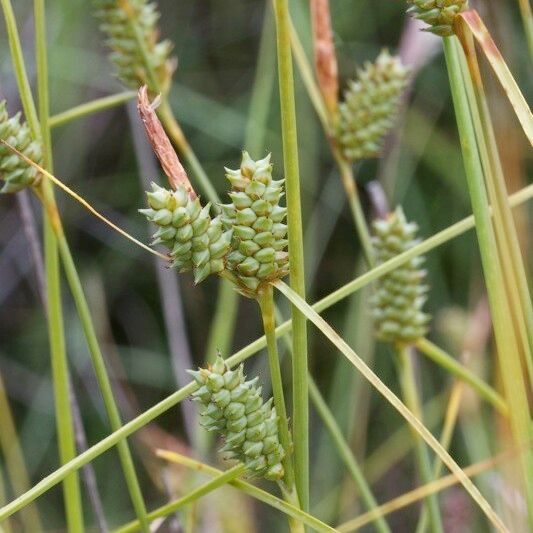 Carex extensa Fruit