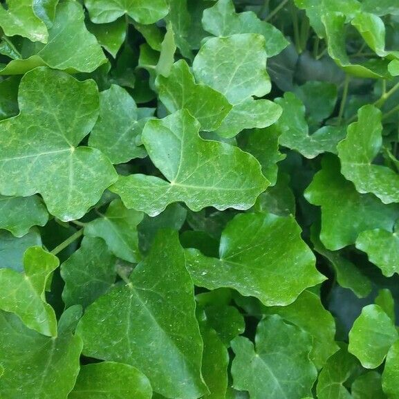 Hedera hibernica Fuelha