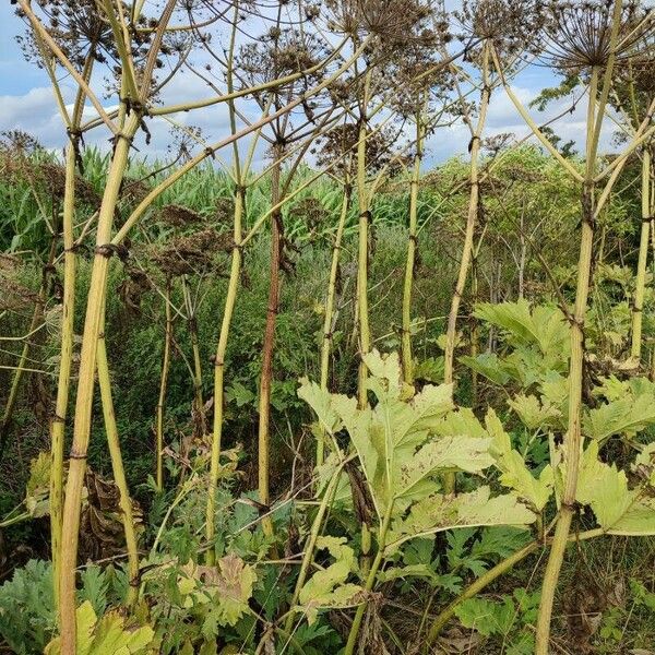 Heracleum mantegazzianum 整株植物