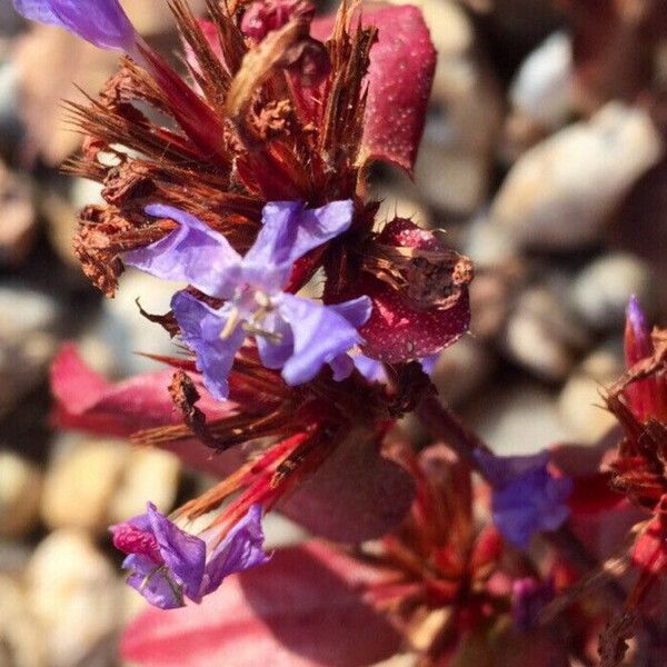 Ceratostigma plumbaginoides Flower