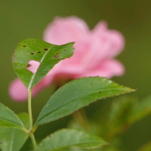 Rosa multiflora Лист