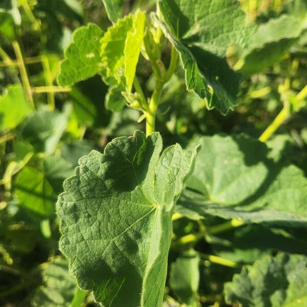 Abutilon hirtum Folha