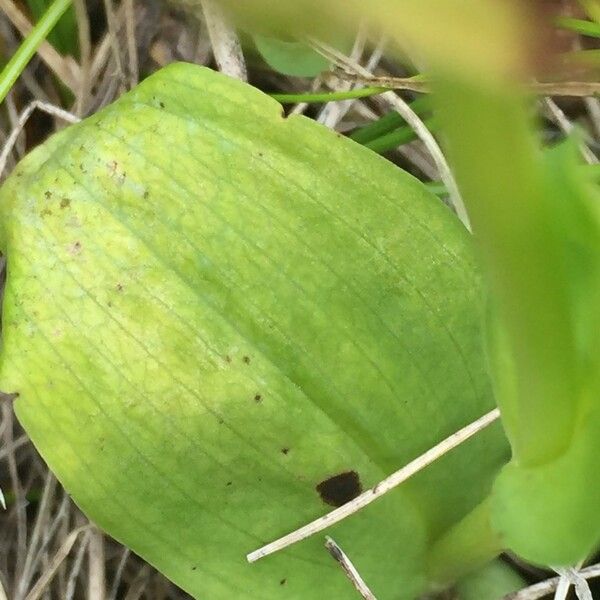 Dactylorhiza viridis Feuille