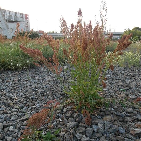 Rumex thyrsiflorus Hábito