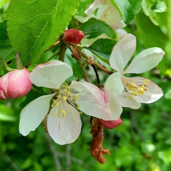 Malus sylvestris Fiore